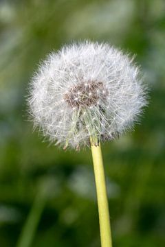 UItgebloeide paardenbloem van Eigenwijze Fotografie