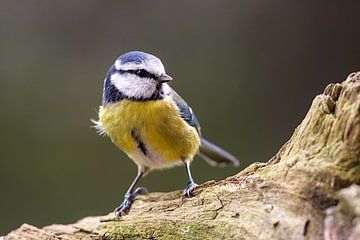 Bluetit van Rolf Pötsch