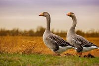 Twee  Grauwe ganzen in de Brabantse Biesbosch