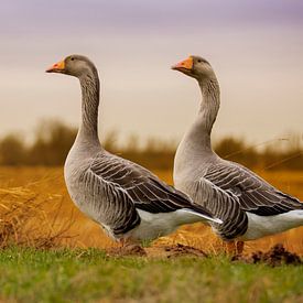 Two Graylag geese in a Dutch landscape while the sun is going under by noeky1980 photography