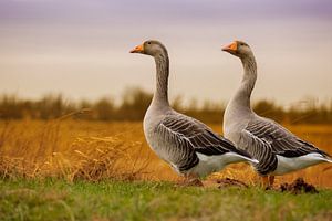 Twee  Grauwe ganzen in de Brabantse Biesbosch