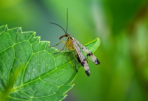 Macro d'une mouche scorpion sur une feuille verte
