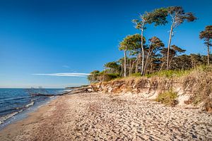 Bäume am wilden Darßer Weststrand