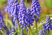 Blauwe druifjes