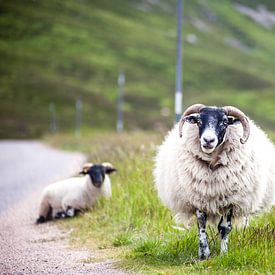 Schafe von Leonie Wagenaar