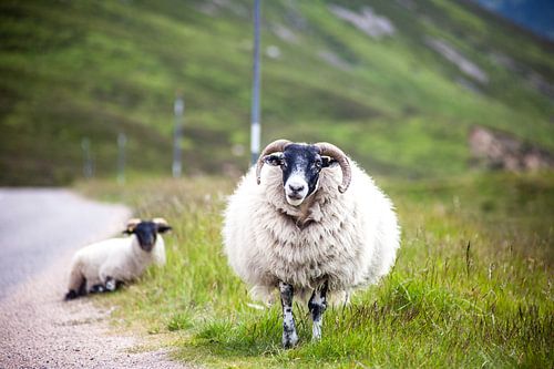 Moutons sur Leonie Wagenaar