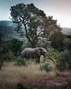 Elefant im Krüger-Park, Südafrika von Harmen van der Vaart Miniaturansicht