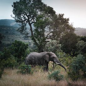 Olifant in het Kruger Park, Zuid-Afrika van Harmen van der Vaart