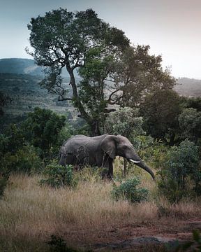 Eléphant dans le parc Kruger, Afrique du Sud sur Harmen van der Vaart