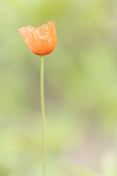 Mohnblume von Desirée de Beer