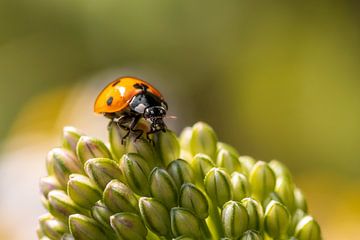 Natuurlijke pracht: Lieveheersbeestje op plant van KiekLau! Fotografie