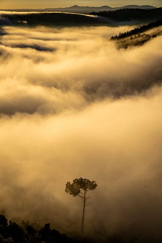 Vila Velha de Ródão — the golden sea