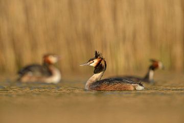 Fuut (Podiceps cristatus), kleine groep zwemmend in het gouden avondlicht voor een rietkraag, wild, 