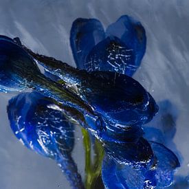 Rittersporn in Eis von Marc Heiligenstein