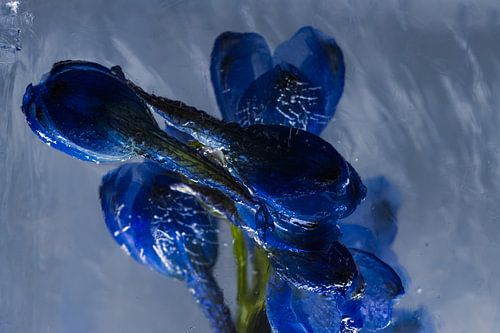 Delphinium dans la glace