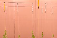 Vertical Agriculture