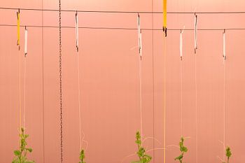 Vertikale Landwirtschaft