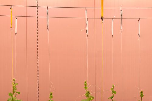 Vertikale Landwirtschaft