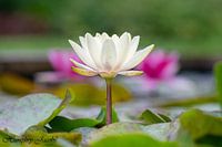 Waterlily