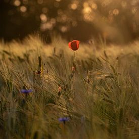 Le coquelicot au coucher du soleil sur Susanne Alleman