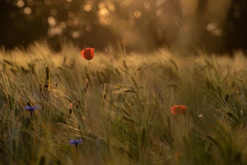 Le coquelicot au coucher du soleil