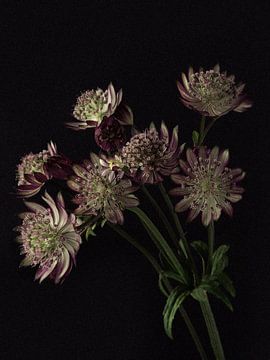 Bouquet de boutons violets de Zeeland sur Carine Belzon