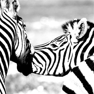 twee zebra's monochroom van Werner Lehmann