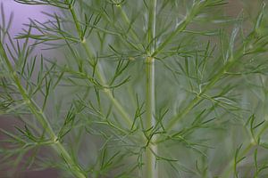 Fenchel