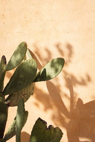 Mediterranes Schattenspiel mit Kaktus