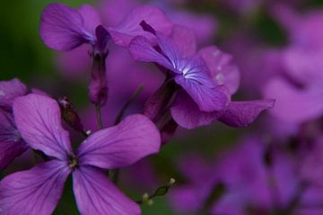 Bloemen van Rick Biermans