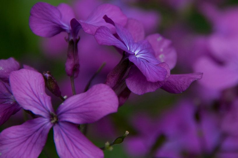 Bloemen by Rick Biermans