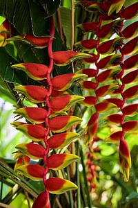 Heliconia rostrata, een hangend tropisch juweel