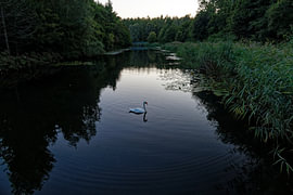 A swan in the Biesbosch at dusk