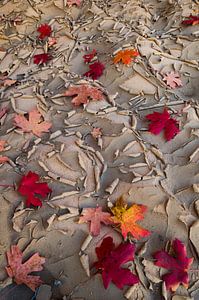 Feuilles d'érable sur le sol desséché du parc national de Zion.