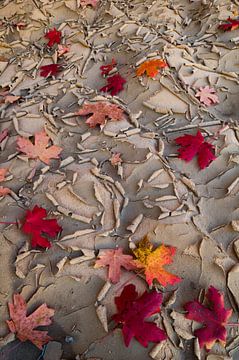 Esdoorn bladeren liggend op uitgedroogde bodem van Zion National Park