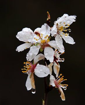 Almond blossom after the rain . by Jan Katuin