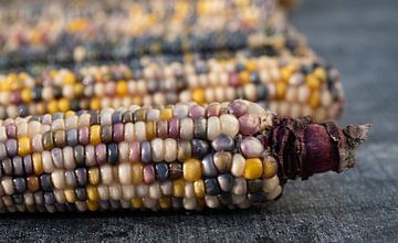 Colourful corn by Ulrike Leone