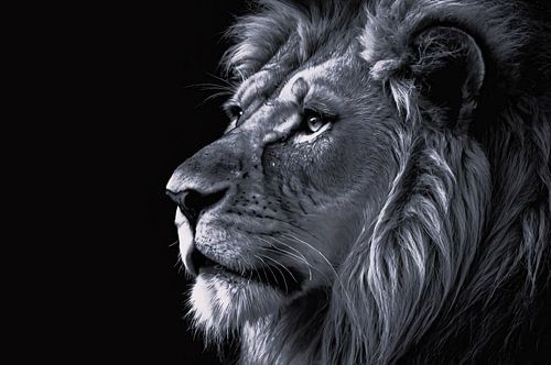 Prachtig zwart-wit portret van een leeuw