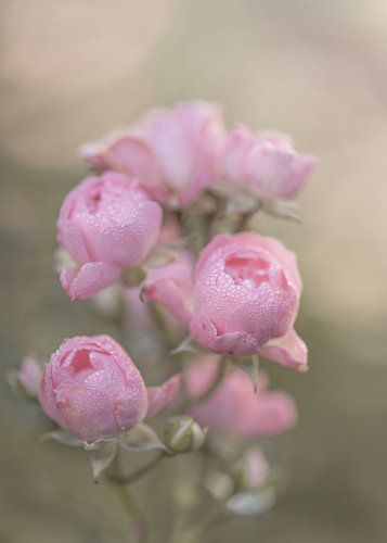 pink roses with dewdrops