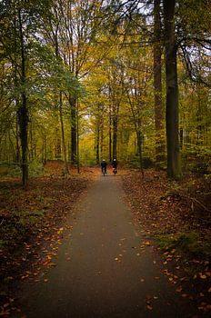 Mit dem Fahrrad durch den herbstlichen Wald
