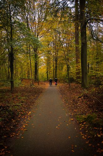 À vélo dans la forêt en automne