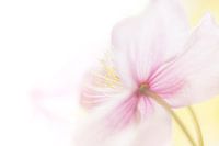 annual flower with spring colours