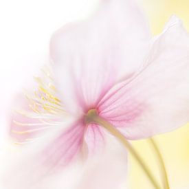 annual flower with spring colours van Shop bij Rob