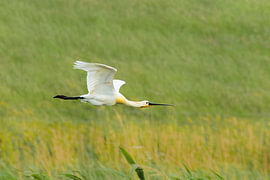 A spoonbill flying past by Detlef Schöler Fotografie