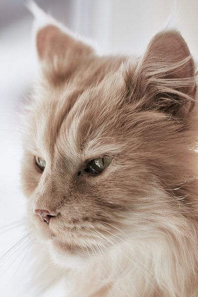 Maine Coon Kat Portret van Thomas Marx