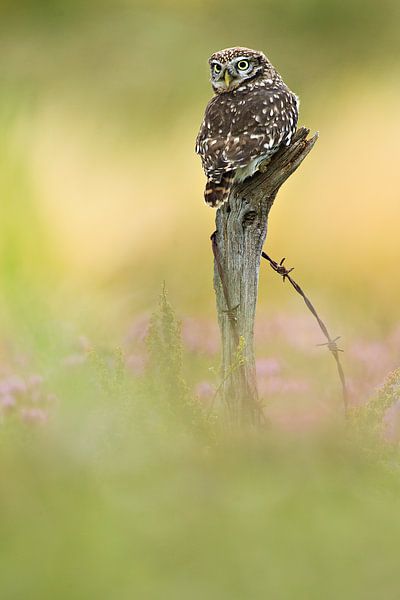 Little owl on tree trunk in last light by Jeroen Stel