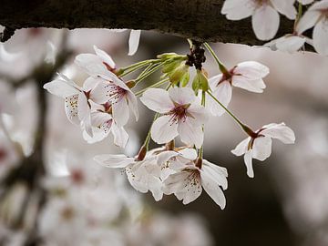 Fleur de cerisier à la base d'une branche épaisse