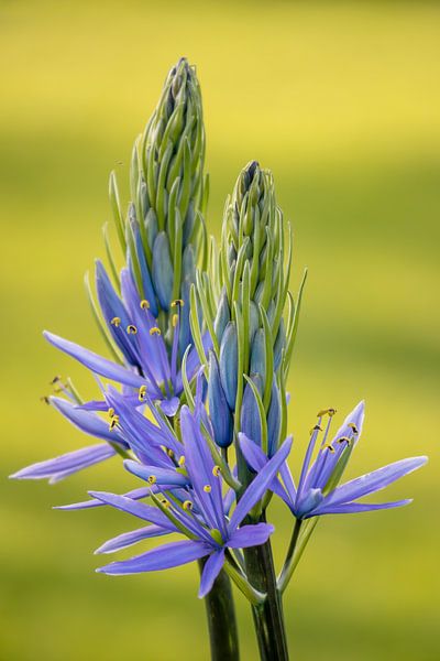 Fleur violette par Maxwell Pels