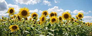 kleurrijk zonnebloemenvoeder, helder agrarisch landschap van SusaZoom