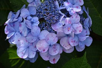 A hydrangea in bloom in the park by Claude Laprise